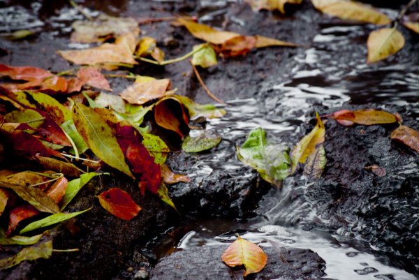 Осень слякоть