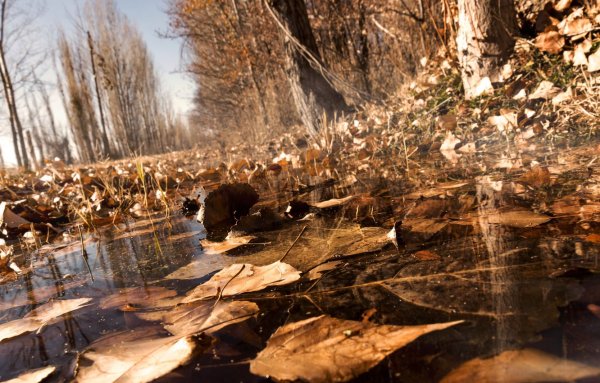 Лужа в лесу