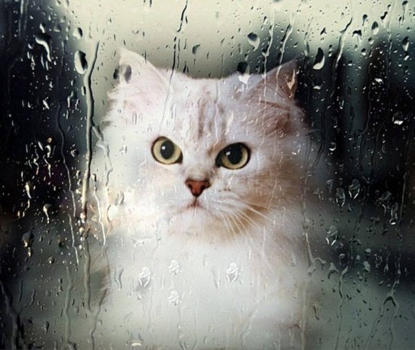 Кошка и дождь