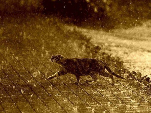 Кот промок под дождем