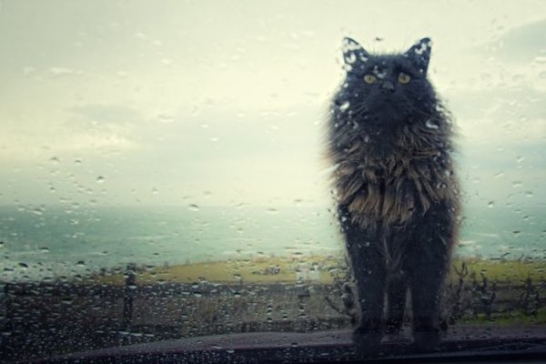 Кот промок под дождем