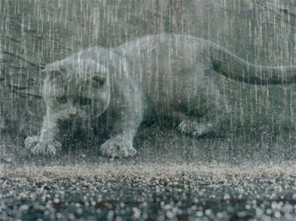 Кот промок под дождем