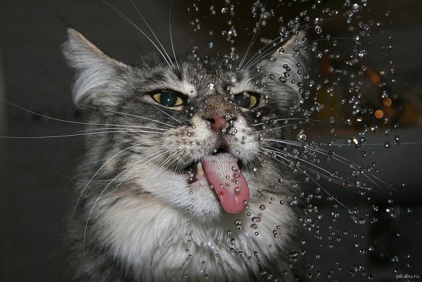 Смешные котики под дождем