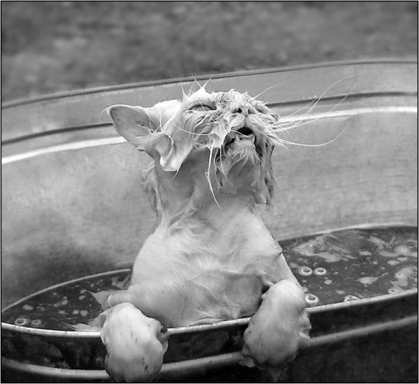 Мокрая кошка под дождем