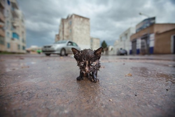 Брошенный котенок