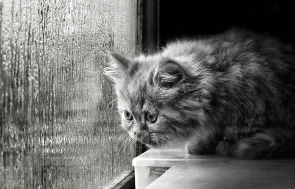 Кот и дождь