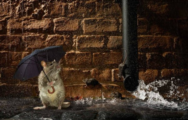 Мышь под дождем