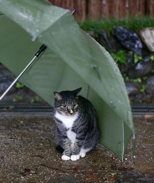Котик под дождиком