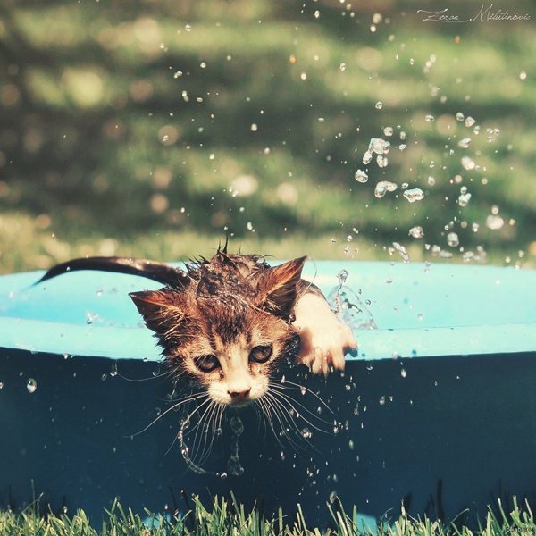 Мокрая кошка