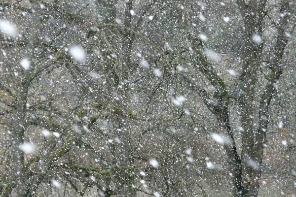 Крупные хлопья снега