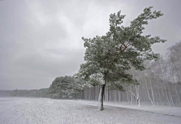 Ветер зимой