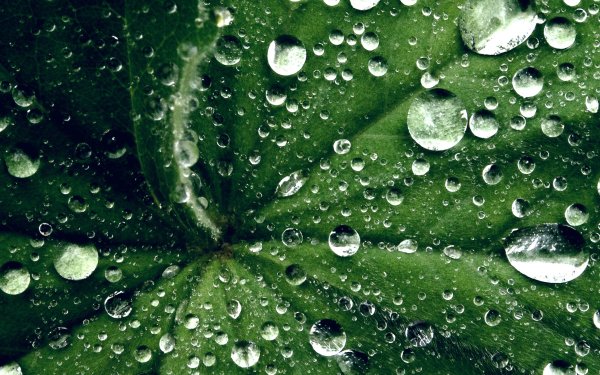 Зеленый фон с каплями воды