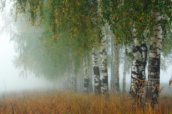 Российские просторы березы Есенин