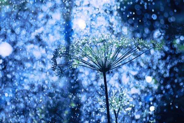 Цветы под дождем