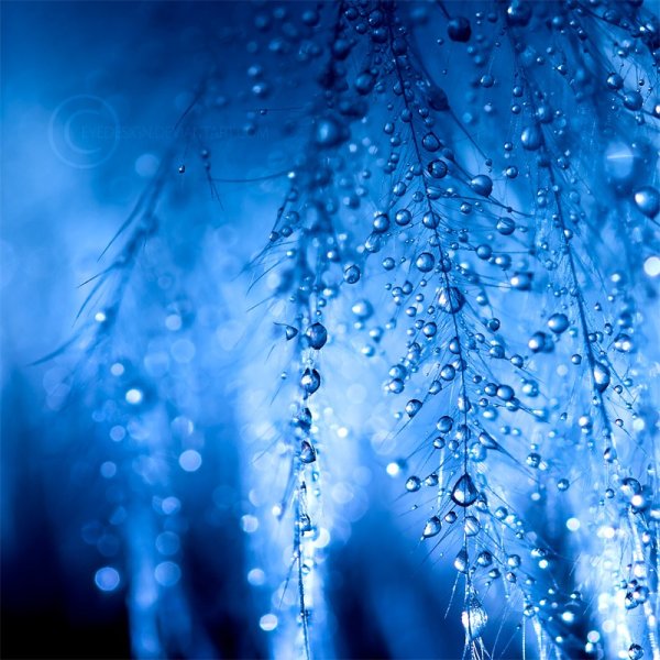 Дождь синего цвета