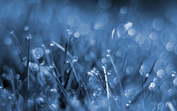 Синяя трава