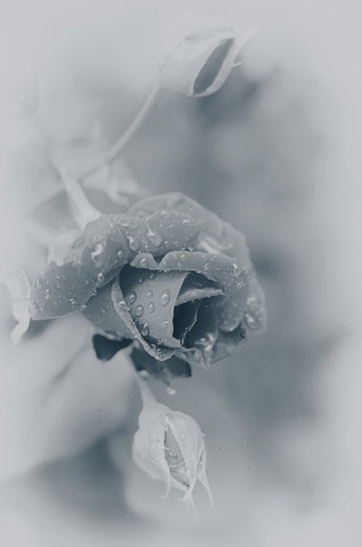 Blue Rose в Дожде