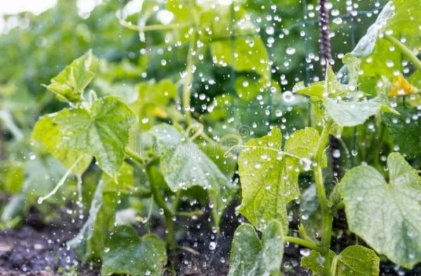 Дождик на огороде