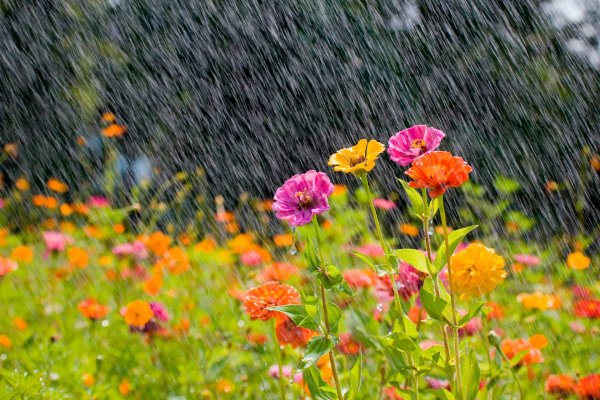 Поляна цветов под дождём