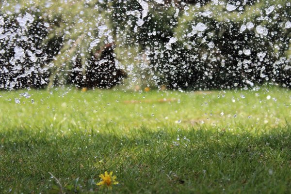 Дождик летом поливает