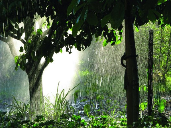 Сад под дождем