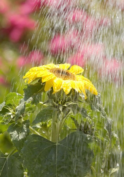 Лето дождь цветы