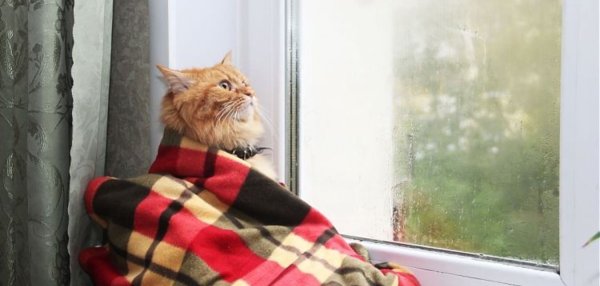 Кот на подоконнике осень