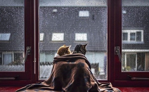 Кот смотрит в окно дождь