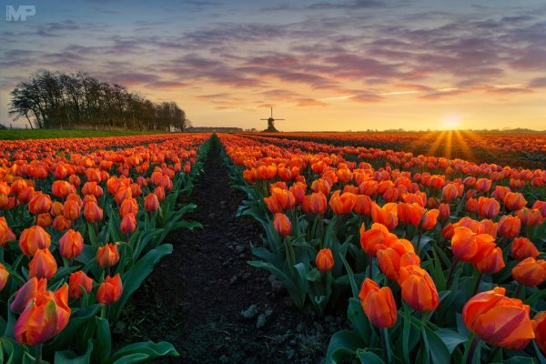 Тюльпановое поле Голландия закат