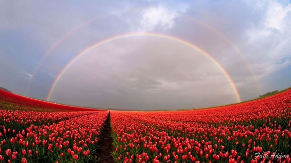 Радуга над полем