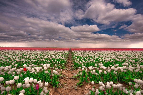 Поле белых цветов