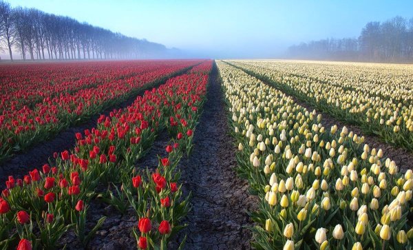 Аллея тюльпанов