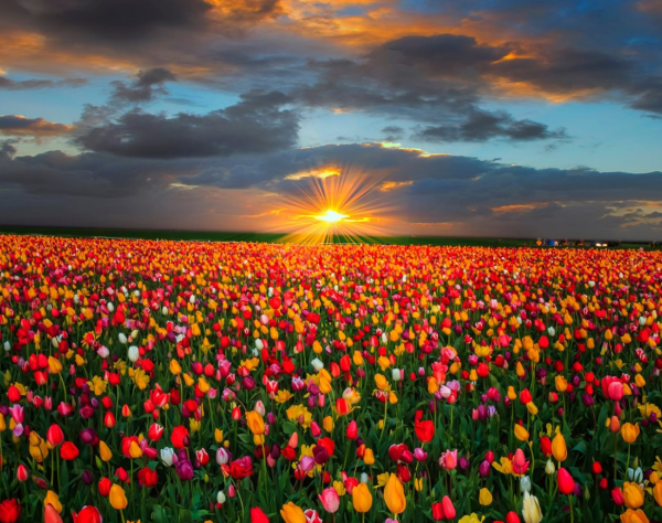 Красивые цветочные поля