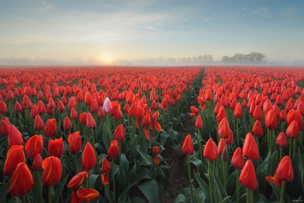 Поле тюльпанов