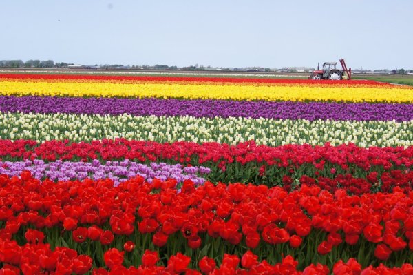 Клод Моне тюльпаны Голландии