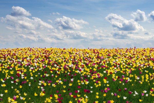 Тюльпаны в степи Калмыкии