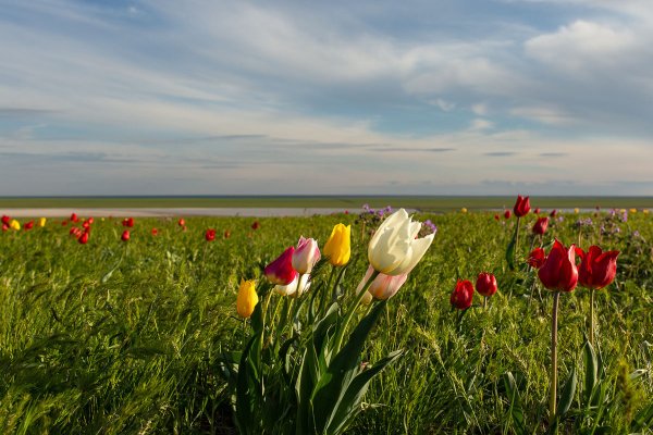 Тюльпанная степь Пугачев