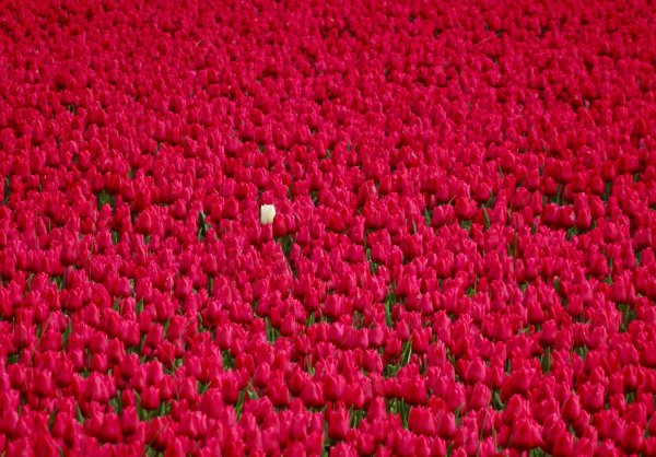 Плантации роз