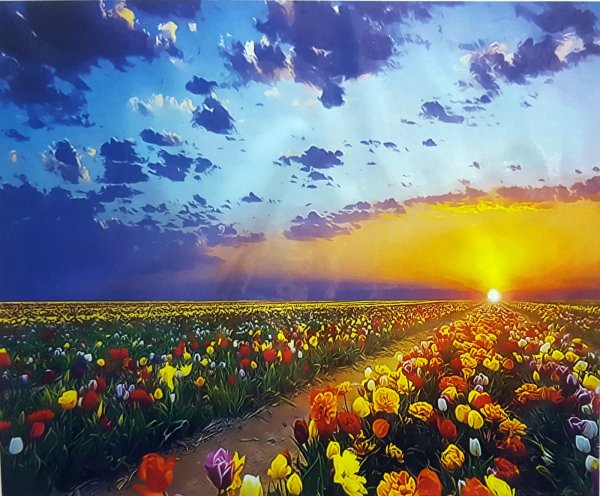 Красивое поле с цветами