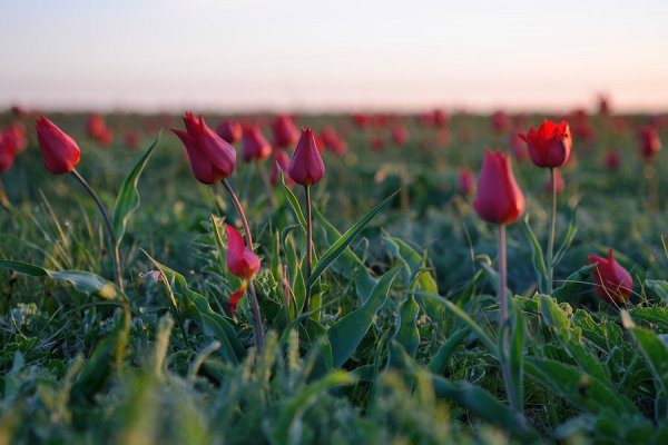 Долина тюльпанов Калмыкия
