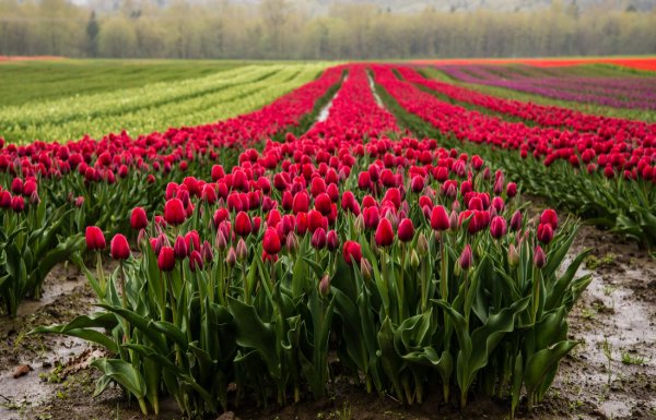 Луг с тюльпанами