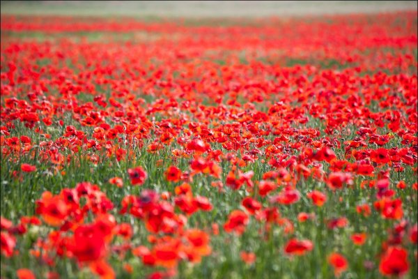 Маковые поля в Крыму