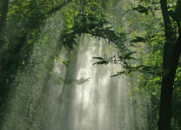 Летний дождь в лесу