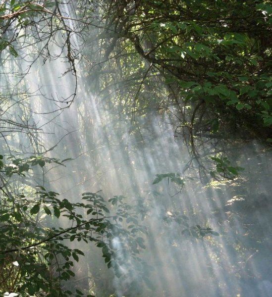 Ливень в лесу