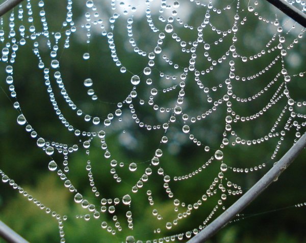 Капли на паутине