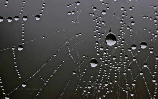 Капли воды на паутине