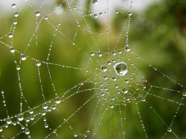 Макросъемка роса на паутине