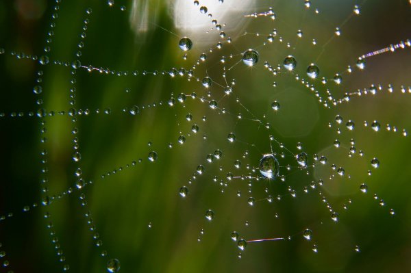 Капли росы на паутине