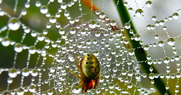 Паутинка с росой