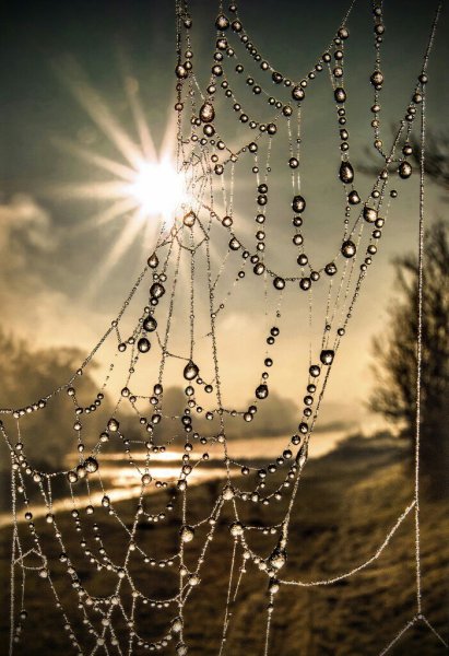 Капли на паутине